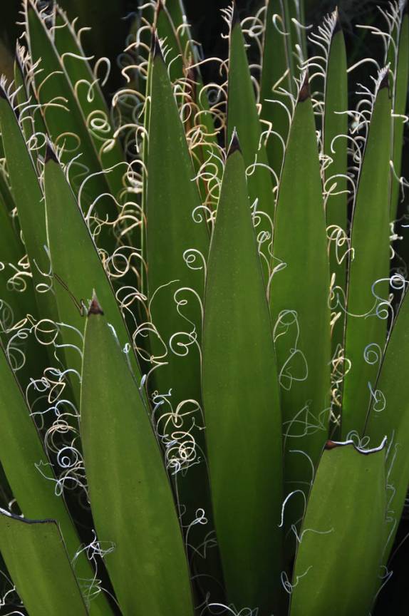Planta do deserto na região de Real de Catorce, pueblo mágico no norte do México